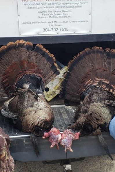 Turkey Hunting